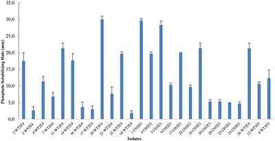 Siccibacter colletis as a member of the plant growth-promoting rhizobacteria consortium to improve faba-bean growth and alleviate phosphorus deficiency stress